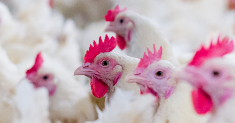Boehringer Ingelheim lança vacina inovadora no Congresso APA 2025