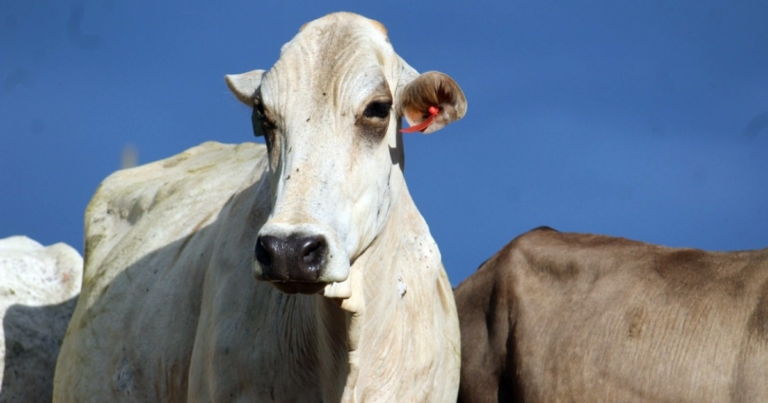 Produção agropecuária de Minas Gerais apresenta estimativa de crescimento superior ao nacional em 2025