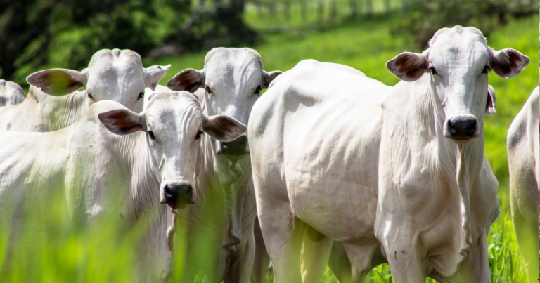 Mercado de carne bovina mantém exportações em alta e desafios nos preços internos