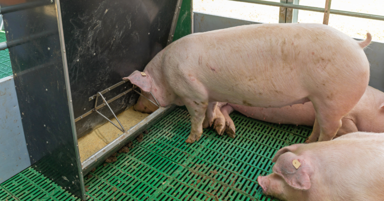 Nutrição Inteligente impulsiona qualidade e lucratividade na avicultura e suinocultura