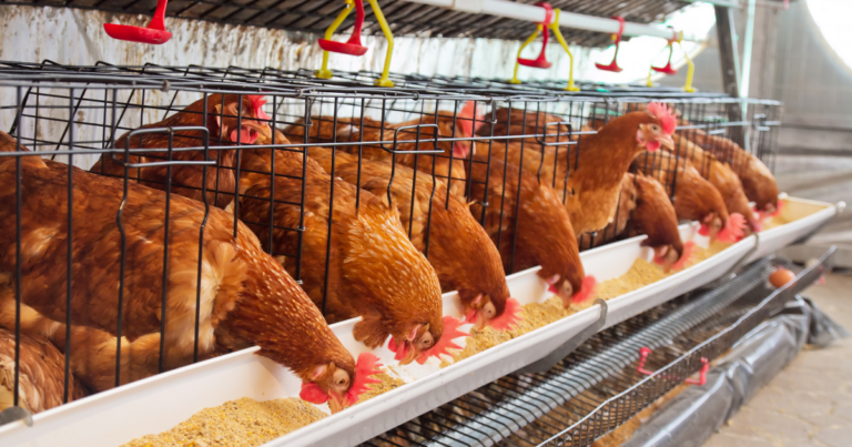 Lucato: Tradição e inovação na fabricação de equipamentos para nutrição animal