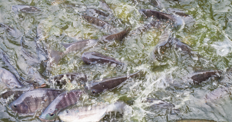 Especial: Dia Nacional da Aquicultura