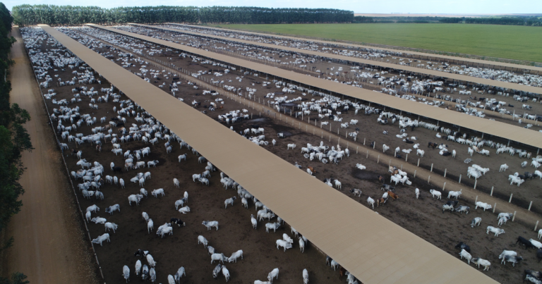 Parceria com MFG Agropecuária impulsiona aumento de 60% na taxa de desfrute