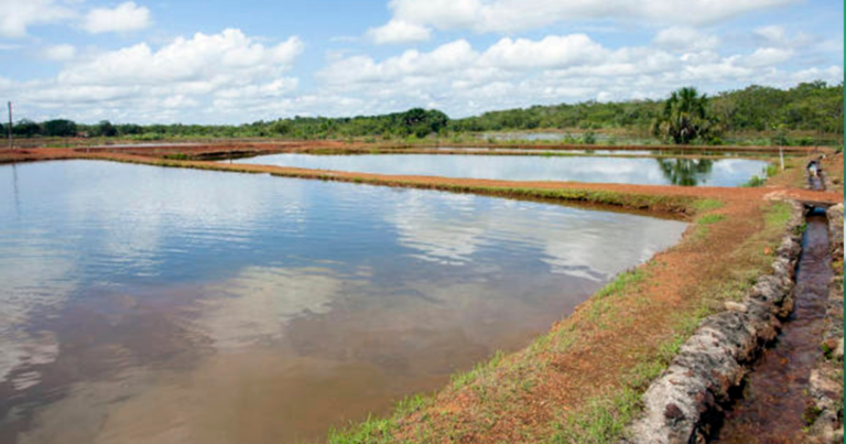 Produção mundial de pescados chega a 185 milhões de toneladas