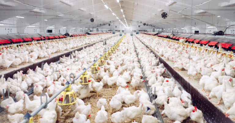 Vacina contra doenças que acometem as aves garante ganho de produtividade