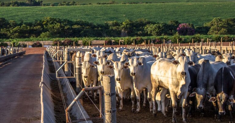 Oferta de confinamento alonga escalas e pressiona preços do boi gordo