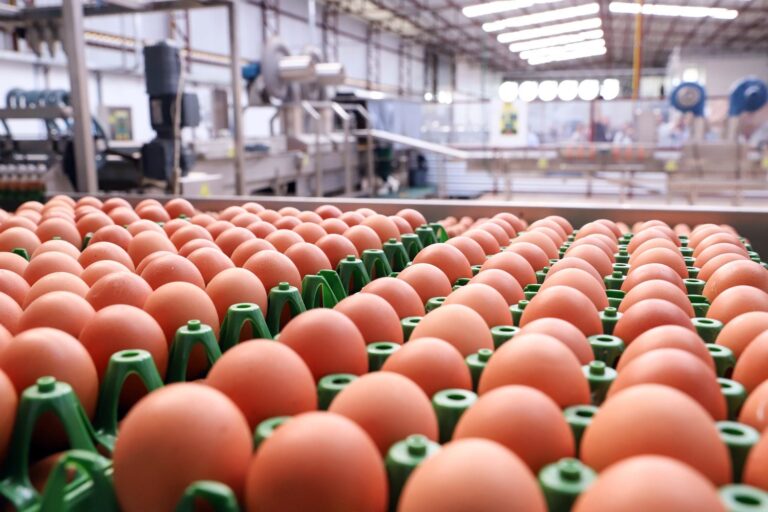 APA divulga programação oficial do XXIII Congresso de Produção e Comercialização de Ovos 2026