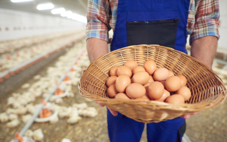 Especialista da ADM ensina como melhorar a produção de ovos e reduzir perdas
