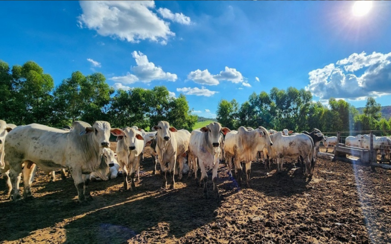 Seminário sobre pecuária sustentável discute descarbonização na produção de leite e carne