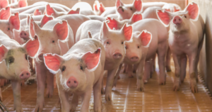 Suinocultura de MS encerra 2025 com forte presença internacional e projeta avanços em 2026