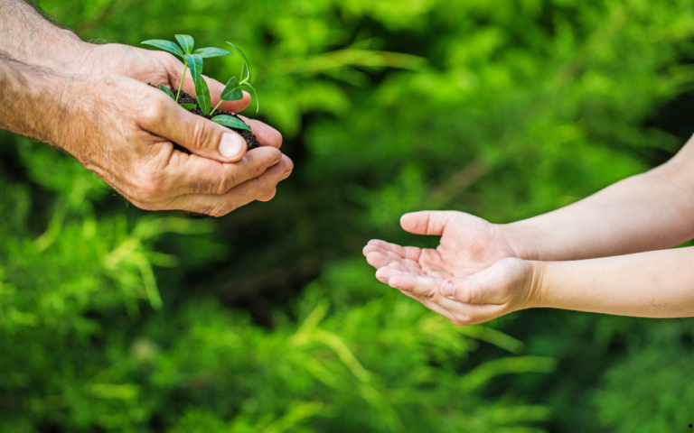Agricultura regenerativa impulsiona sustentabilidade na produção