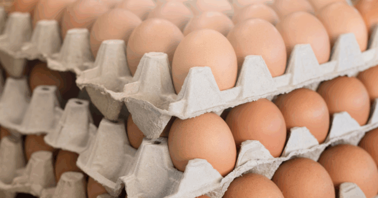 Feira de Santana se destaca na produção de ovos e recebe evento que impulsiona avicultura