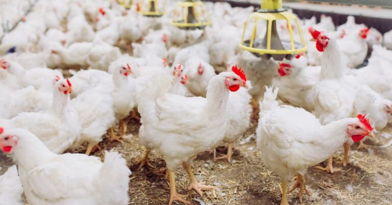 Preço do frango vivo atinge maior nível real desde 2022