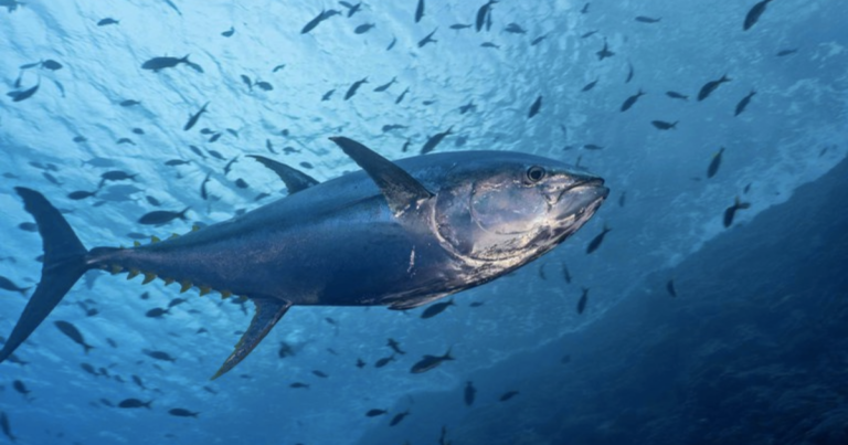 MPA promove oficina para validadores estatísticos da pesca