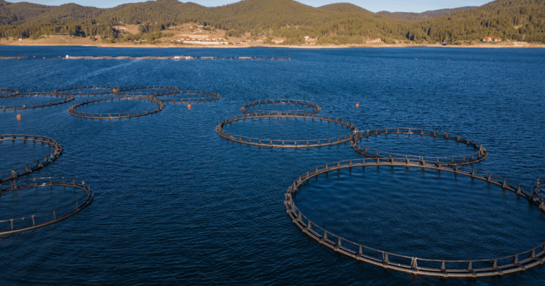 Lixiviação na aquicultura: desafios e inovaçãoes