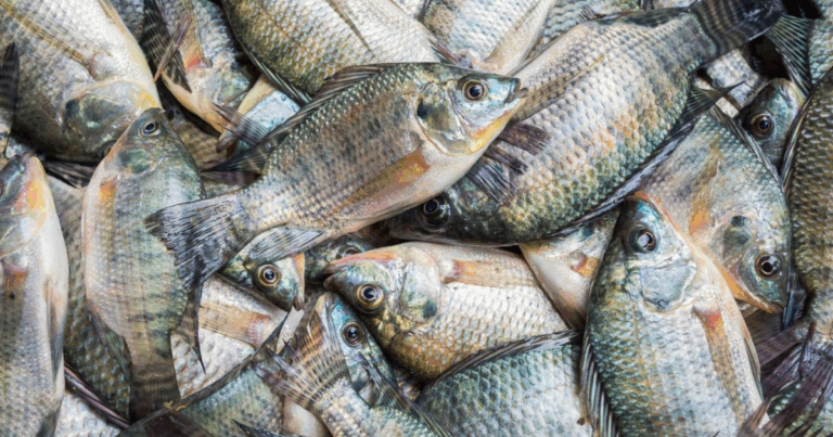Peixe BR critica liberação de importação de tilápia do Vietnã e alerta para riscos sanitários
