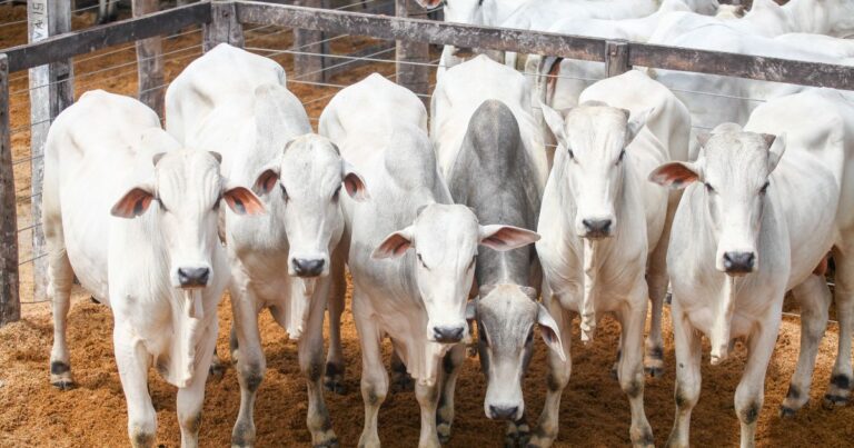 Epamig estuda formas de reduzir metano na pecuária bovina
