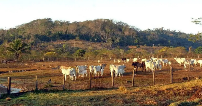 Alta nos custos e otimismo na arroba revelam novo ciclo para confinamento em 2025