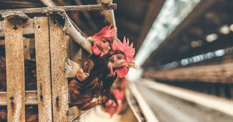 AVES lança questionário para reforçar prevenção sanitária nas granjas do Espírito Santo
