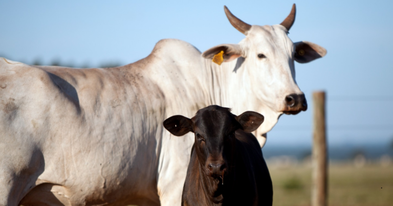 Inseminação Artificial em Tempo Fixo é trunfo dos pecuaristas do Paraná