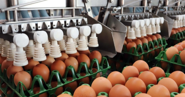 Produção de ovos cresce no Paraná e reforça consumo como alternativa nutricional e econômica