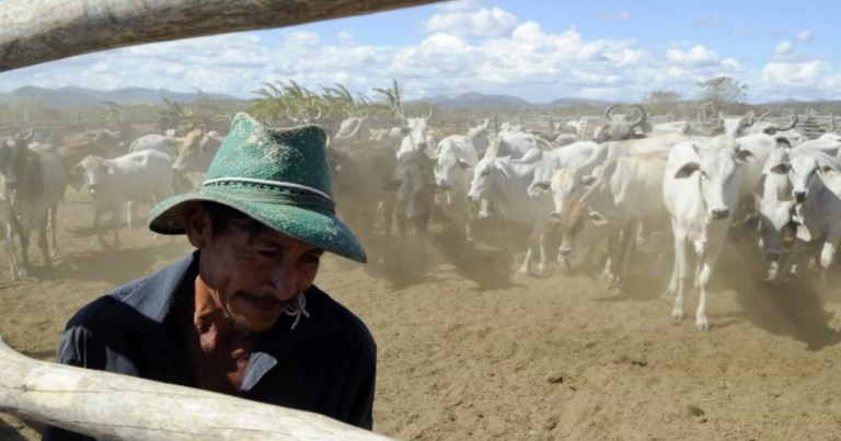 Gestão de dados e genética impulsionam ganhos na pecuária de corte
