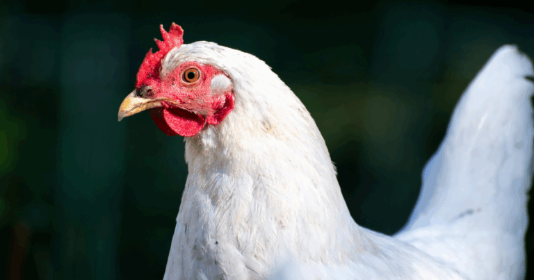 Brasil exportará óleo de aves para nutrição animal no Peru