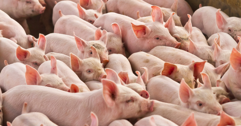 Phibro Saúde Animal anuncia Heloiza Irtes como gerente sênior na América do Sul