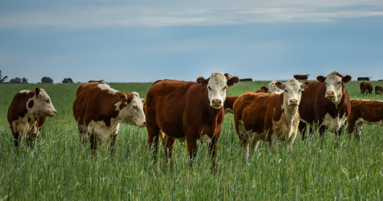Minerva Foods lidera bem-estar animal na América Latina, segundo ranking BBFAW