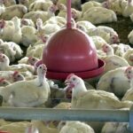 Estudo testa aplicação do conceito One Welfare na produção extensiva de frangos de corte