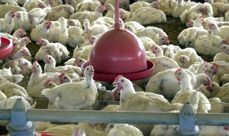 Estudo testa aplicação do conceito One Welfare na produção extensiva de frangos de corte