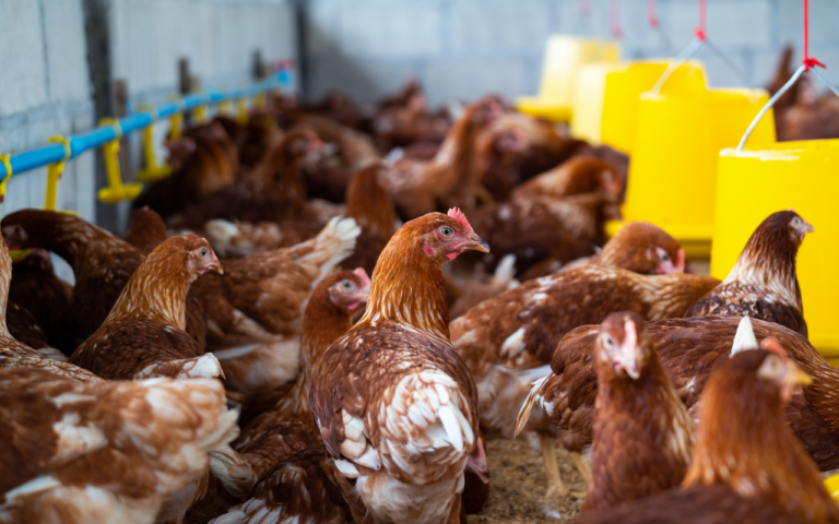 Estudo da Aleris aponta ganhos produtivos com solução nutricional para poedeiras