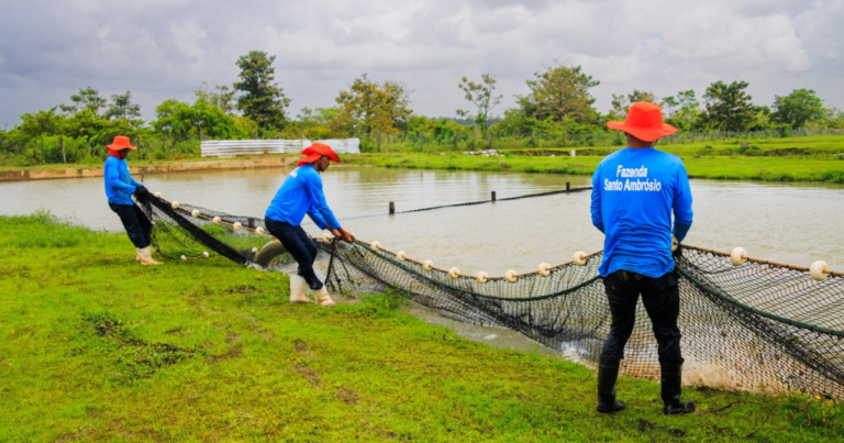 Embrapa Pesca e Aquicultura lança cartilha sobre boas práticas sanitárias na criação do pirarucu