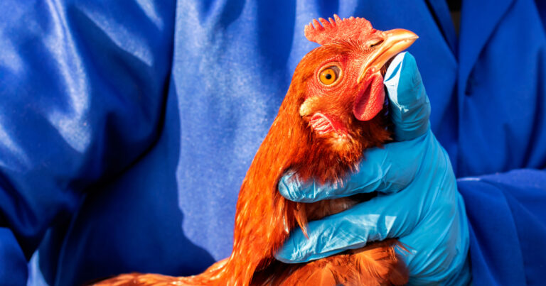 Alemanha abate mais de 400 mil aves em meio a surto de gripe aviária