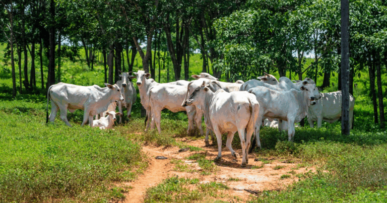 Mesa Brasileira da Pecuária Sustentável integra Câmara Setorial da Carne Bovina do Mapa