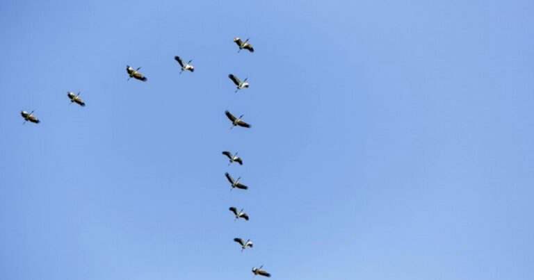 Espírito Santo prorroga estado de emergência zoossanitária por mais 180 dias