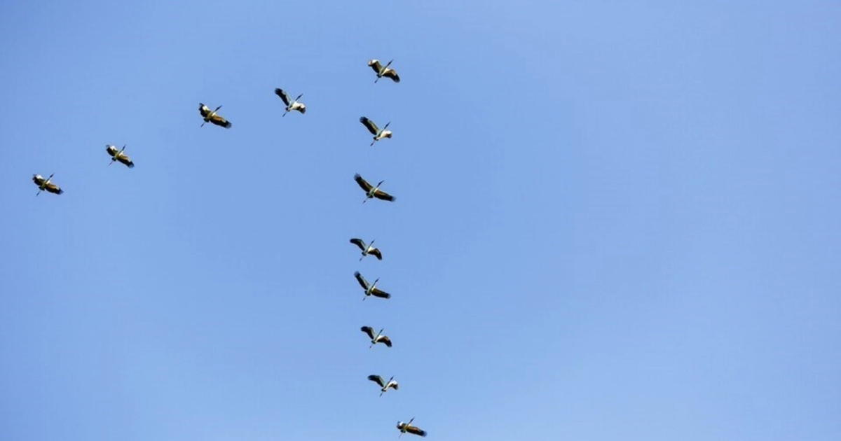 emergência zoossanitária
