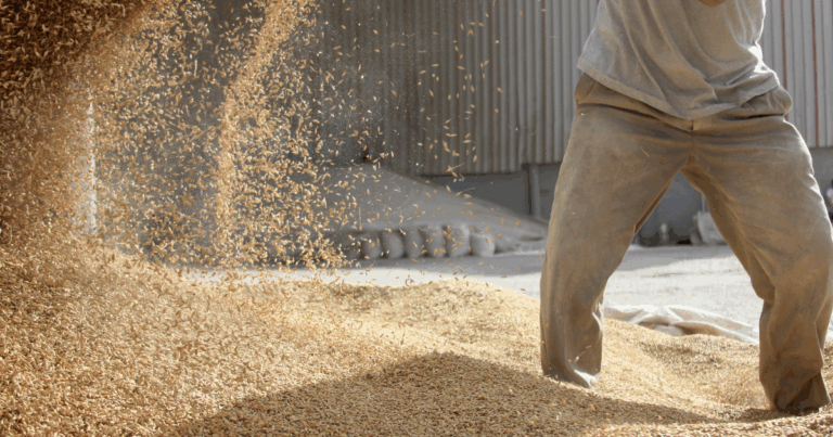 Sindirações projeta crescimento de 3% do setor de alimentação animal em 2025