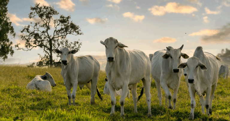 Depois da Febre Aftosa: os desafios invisíveis que a sanidade animal ainda precisa vencer