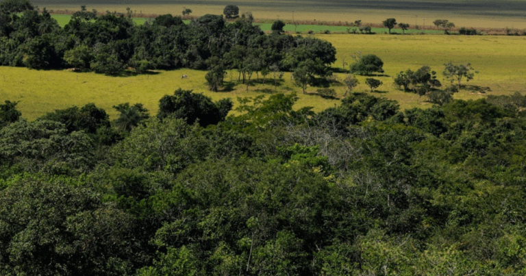 Produtores poderão emitir CCIR 2025 a partir de 17 de junho