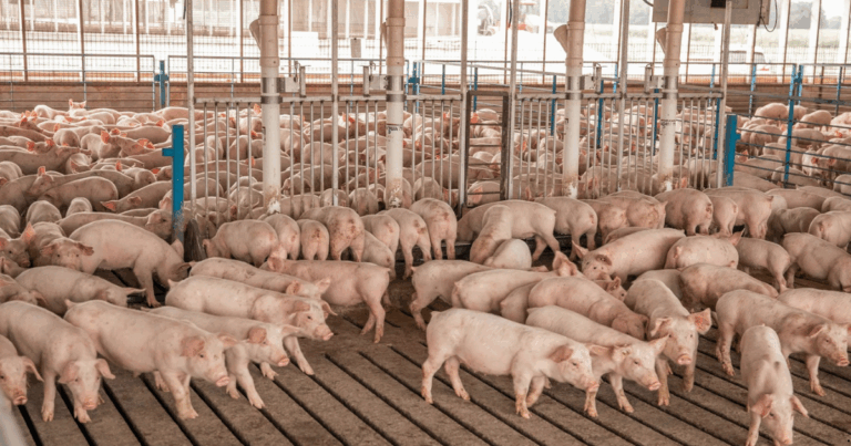 FDA aprova tecnologia de edição genética da PIC para suínos resistentes à PRRS