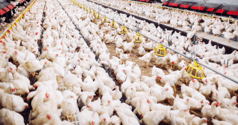 Avanços tecnológicos tornam frequentes o uso de Taninos na nutrição animal