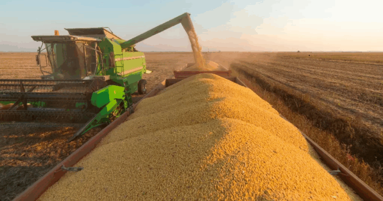 Produção de grãos 24/25 atinge recorde histórico de 350,2 milhões de toneladas
