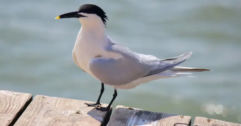 MMA Reativa Centro de Operações de Emergência para Combate à Gripe Aviária em Aves Silvestres