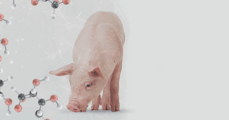 Ácidos Orgânicos na nutrição de suínos