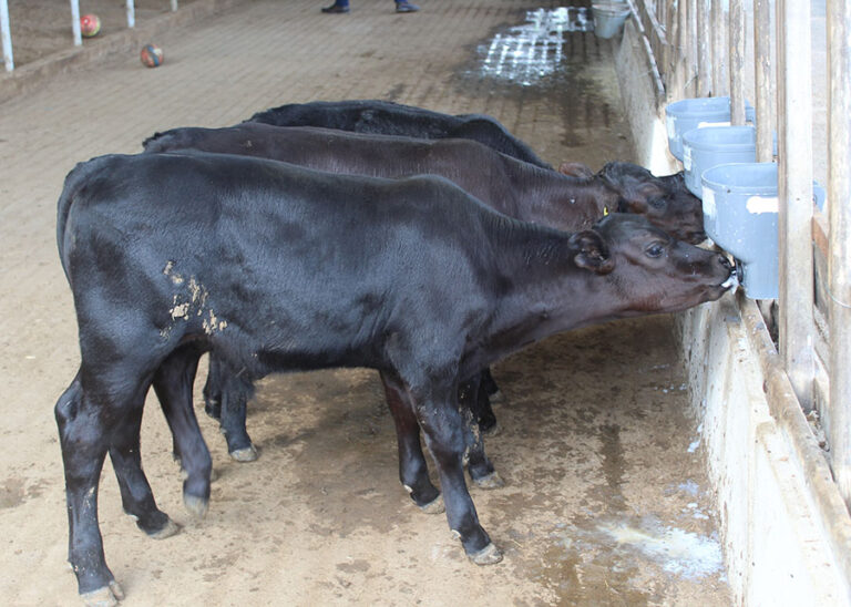 Brasil registra nascimento dos primeiros bezerros geneticamente editados para resistência ao calor