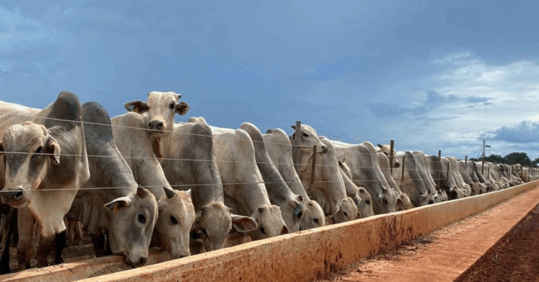 MFG Agropecuária adota protocolos naturais para promover bem-estar nutricional em confinamento