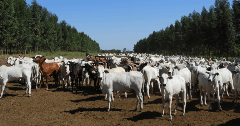 Pecuaristas podem ser parte da solução climática