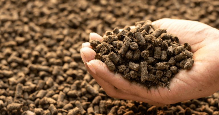 Nutrição de qualidade na ordenha robotizada impulsiona produção de leite e rentabilidade