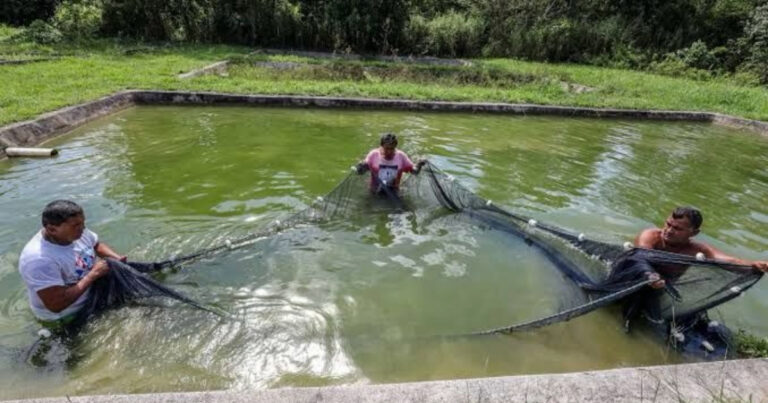 Produção aquícola do Pará cresce 30% e consolida o estado como polo estratégico na cadeia do pescado